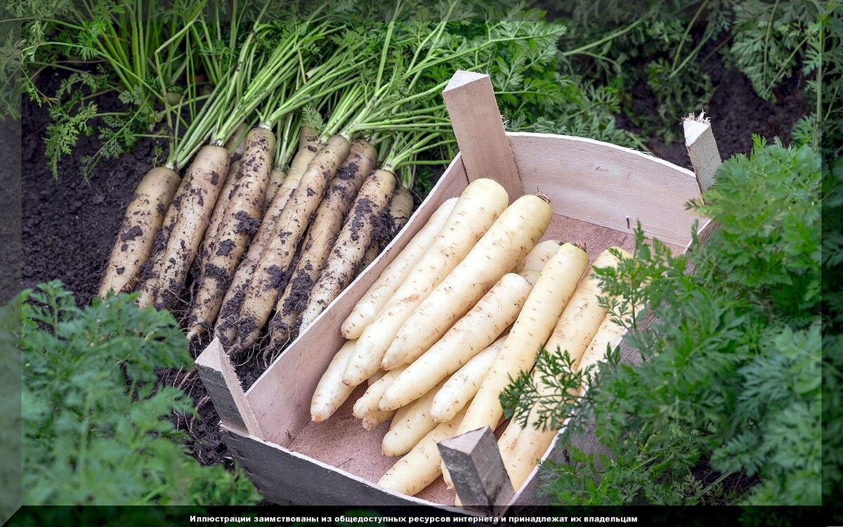 Финальные подкормки свеклы и моркови: как незадолго до уборки, улучшить вкус и повысить размер корнеплодов