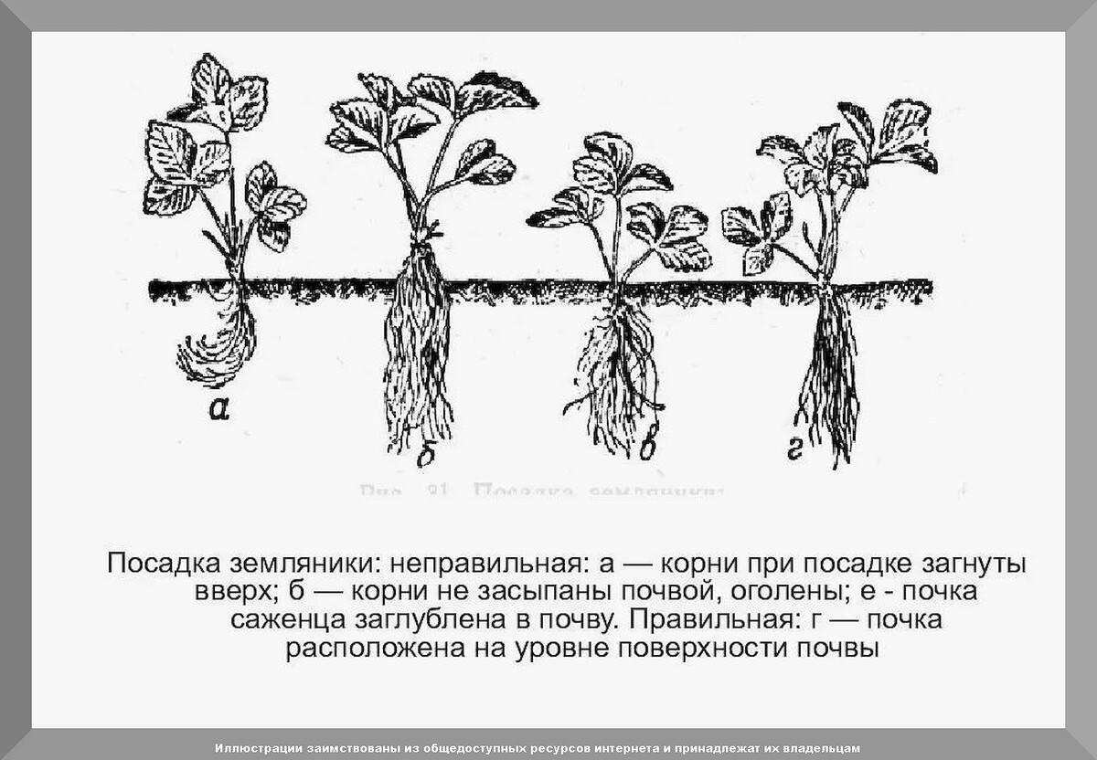 Сентябрьские заботы дачника: подробно о том, что нужно успеть сделать садоводам и огородникам в сентябре на приусадебном участке