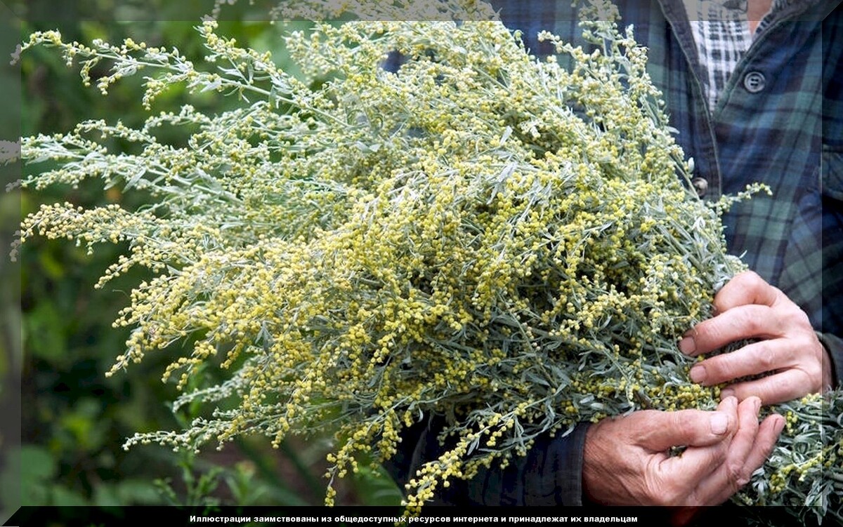 Польза полыни для дачного участка: как осенью бороться с вредителями без использования химии