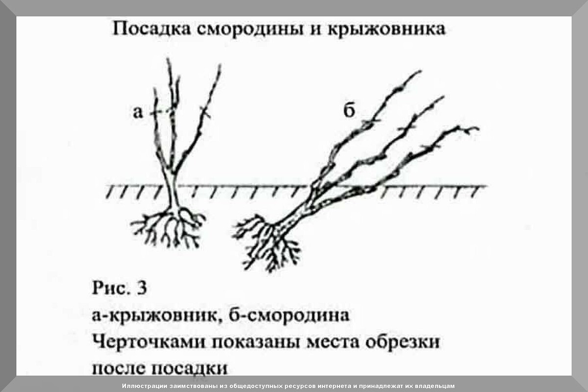 Смородина осенью — посадка, обрезка, подготовка к зиме: самое важное в осеннем уходе за смородиной