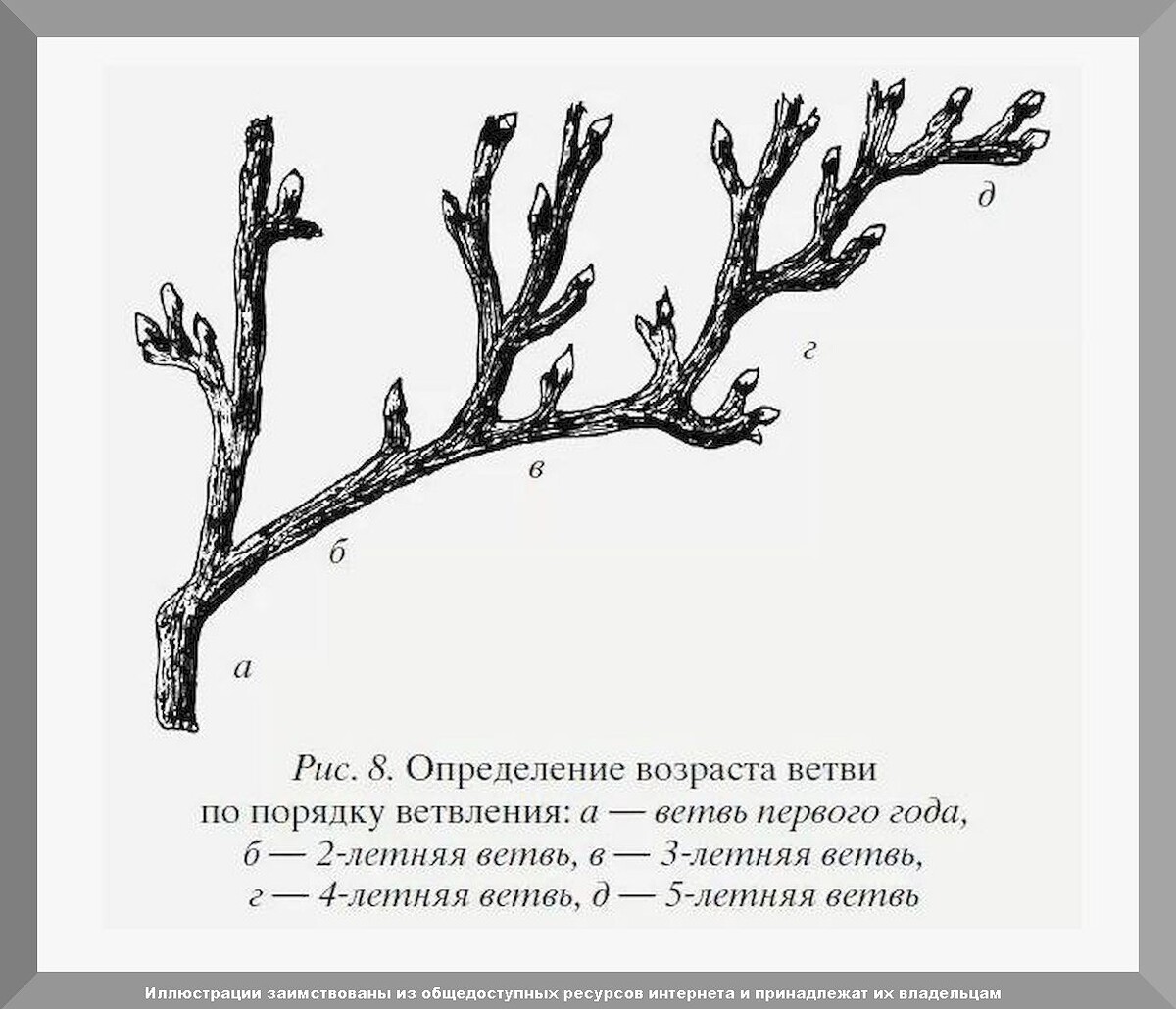 Обрезка смородины осенью: как правильно обрезать смородину и омолодить смородину с помощью обрезки