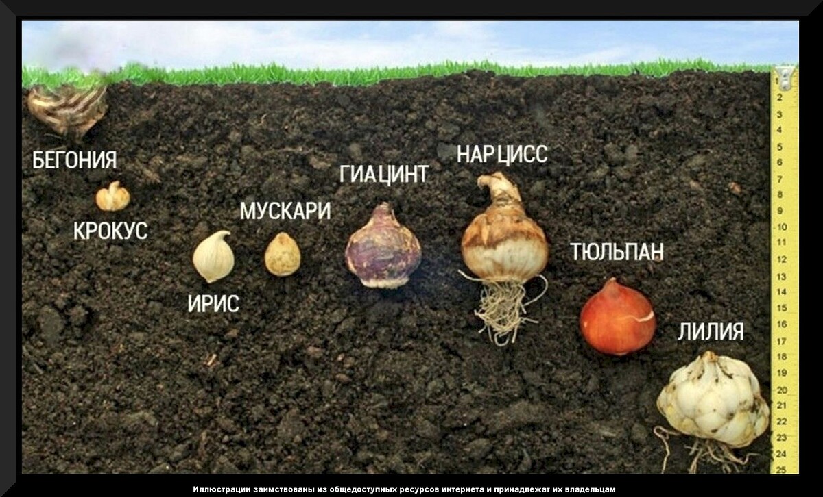 Самые важные дачные дела октября: обязательные работы в цветнике, саду и огороде в октябре