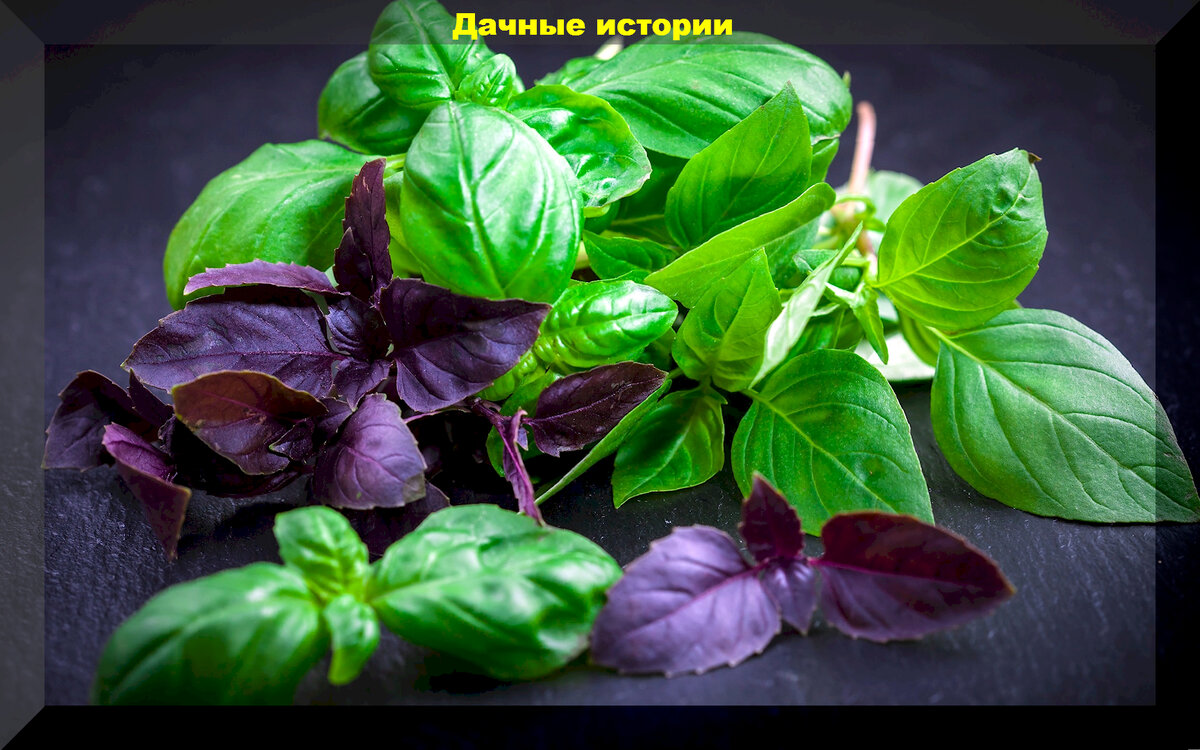 Красивые травы для ароматного и вкусного чая: душистая красота, которую можно без труда вырастить на участке