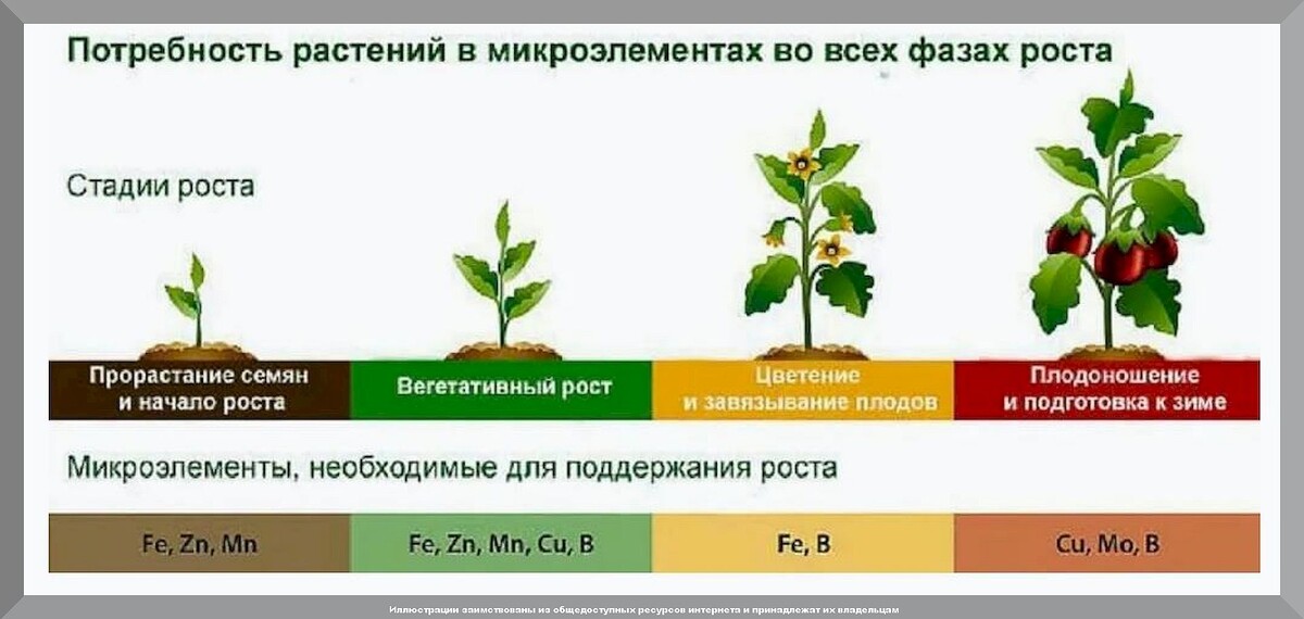 Бесплатные удобрения, о которых дачники почти не знают: как сэкономить на покупных удобрениях без потери в урожае