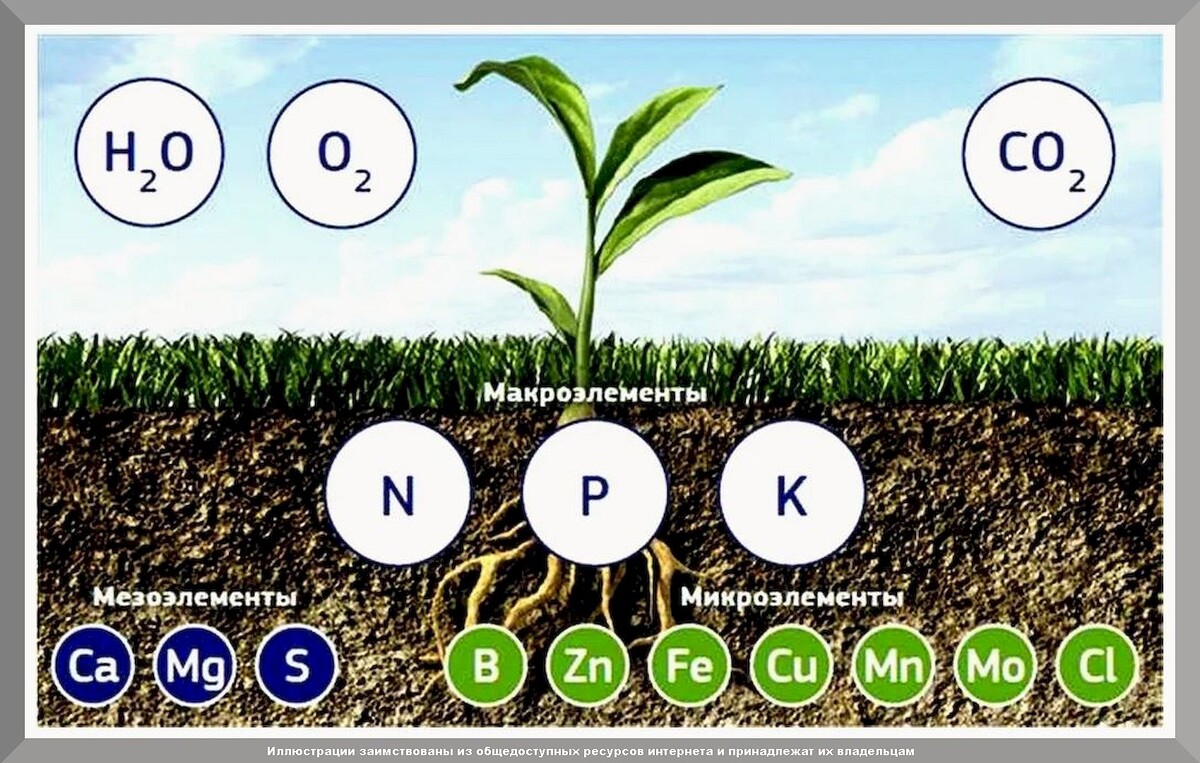 Бесплатные удобрения, о которых дачники почти не знают: как сэкономить на покупных удобрениях без потери в урожае