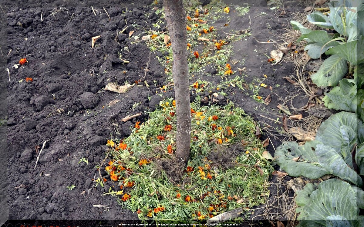 Основные работы в саду и огороде перед морозами: очень подробно о том какие дела в саду и огороде нужно закончить в октябре