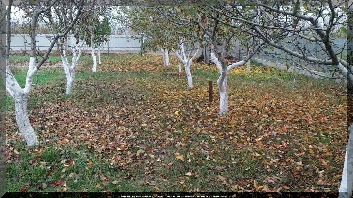 Основные работы в саду и огороде перед морозами: очень подробно о том какие дела в саду и огороде нужно закончить в октябре