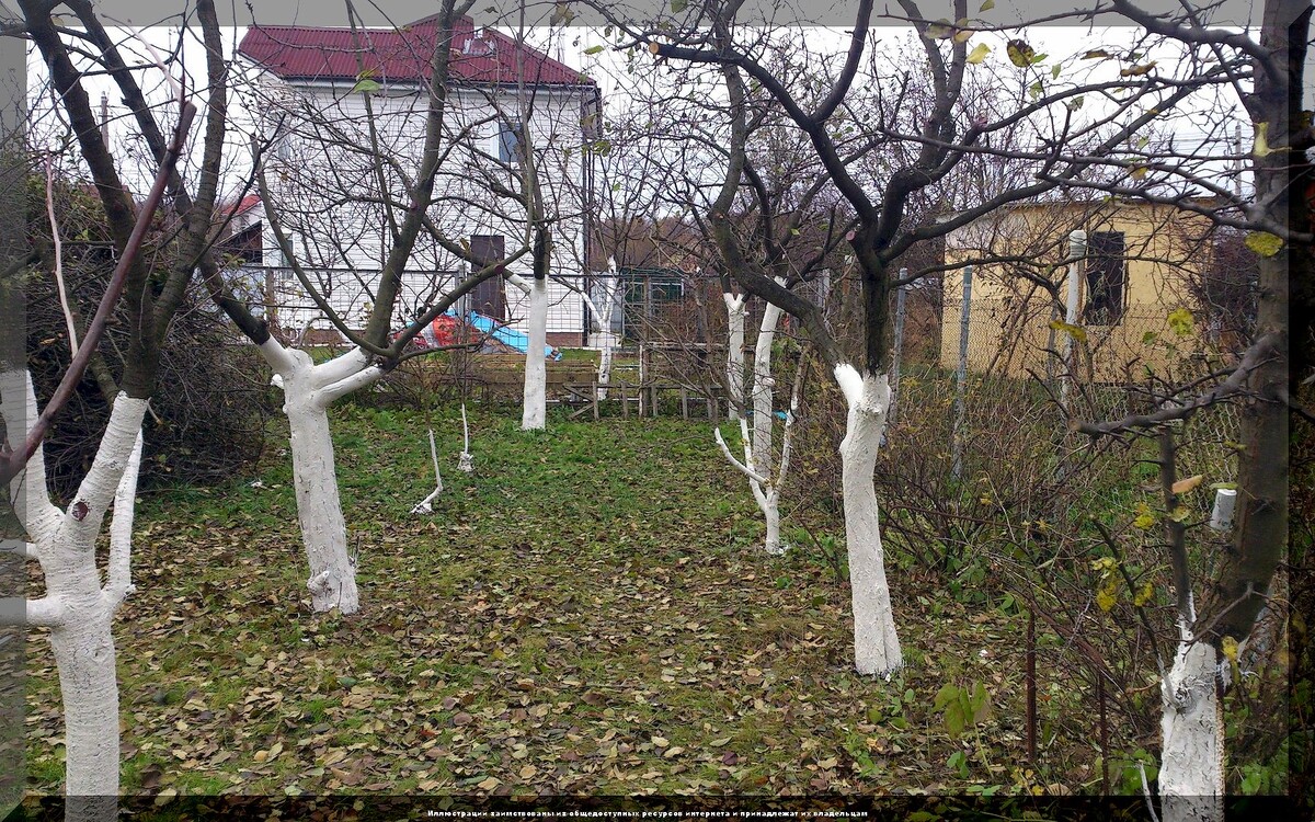 Осенняя побелка плодового сада: обязательная защита деревьев от солнечных ожогов и морозобоин