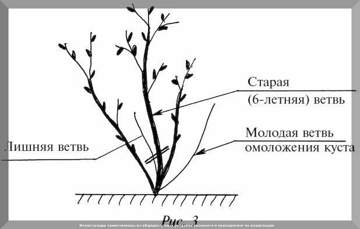 Обрезка смородины осенью: как правильно обрезать смородину и омолодить смородину с помощью обрезки