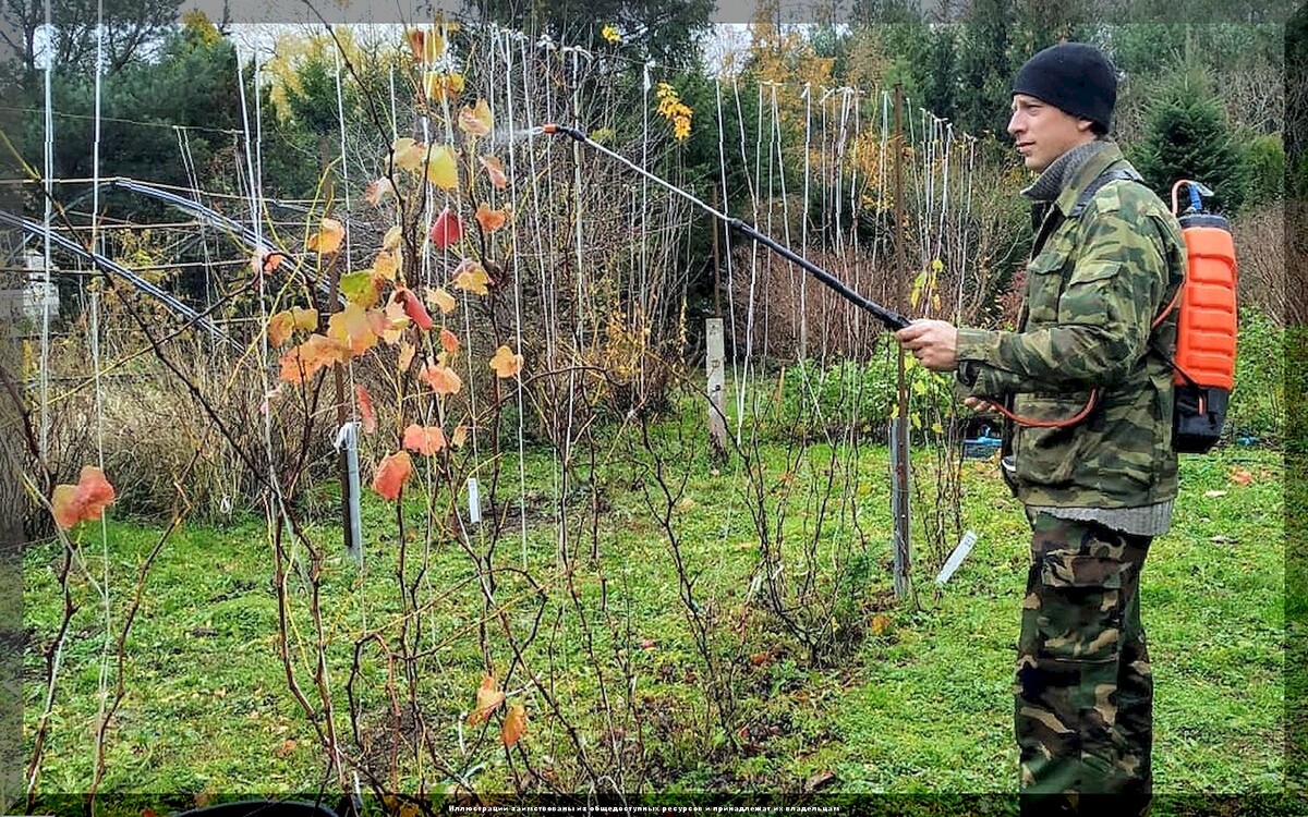 Чем важным заняться на даче в ноябре: что нужно не забыть сделать в последний месяц осени в саду, огороде и цветнике