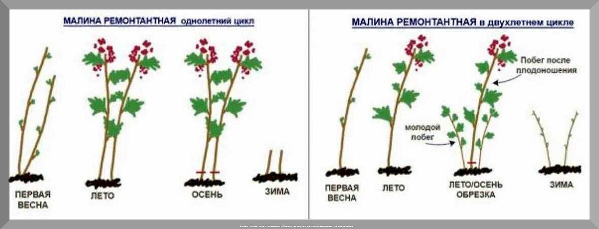 Чем важным заняться на даче в ноябре: что нужно не забыть сделать в последний месяц осени в саду, огороде и цветнике