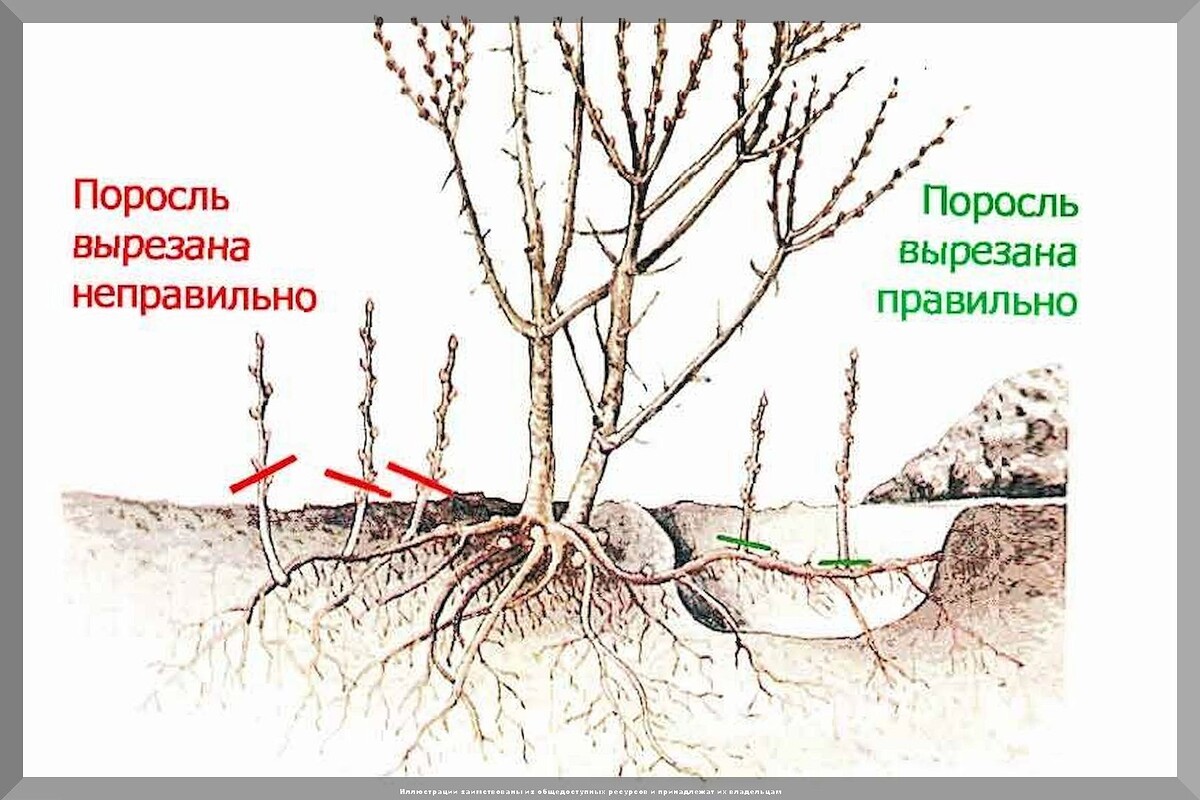 Два самых важных дела осенью с косточковыми деревьями: как правильно лечить камедетечение и избавить сад от ненужной просли