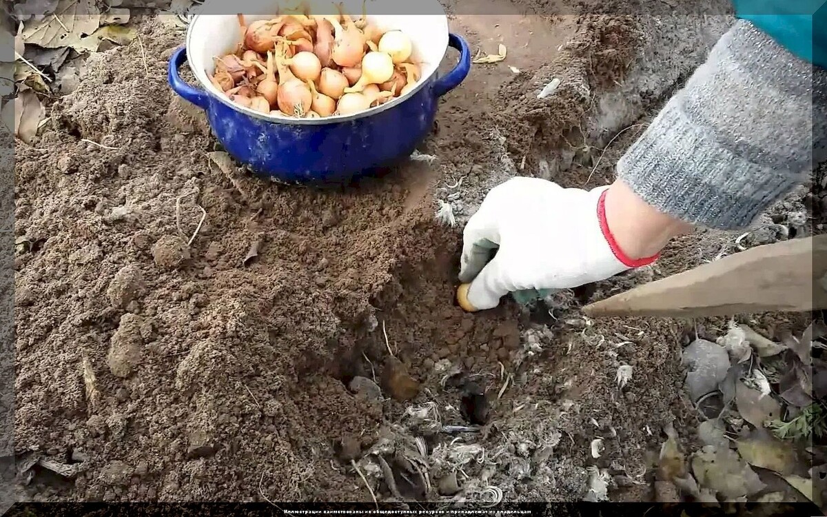 Декабрьские посевы: что можно и нужно посеять в декабре на рассаду и на грядки