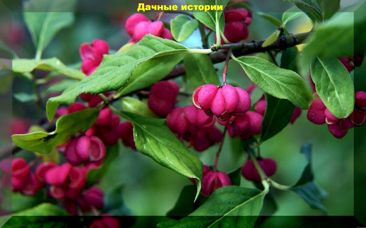 55 очень опасных цветов: список ядовитых декоративных растений, с которыми лучше не вступать в близкий контакт