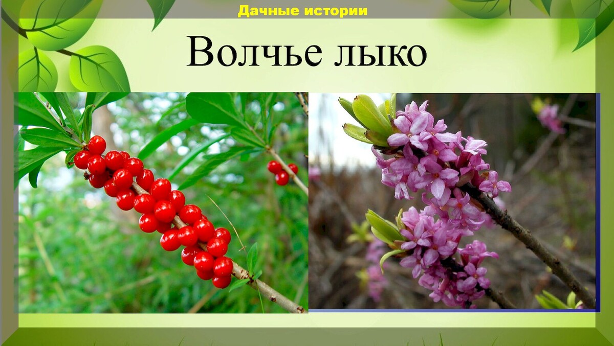 55 очень опасных цветов: список ядовитых декоративных растений, с которыми лучше не вступать в близкий контакт