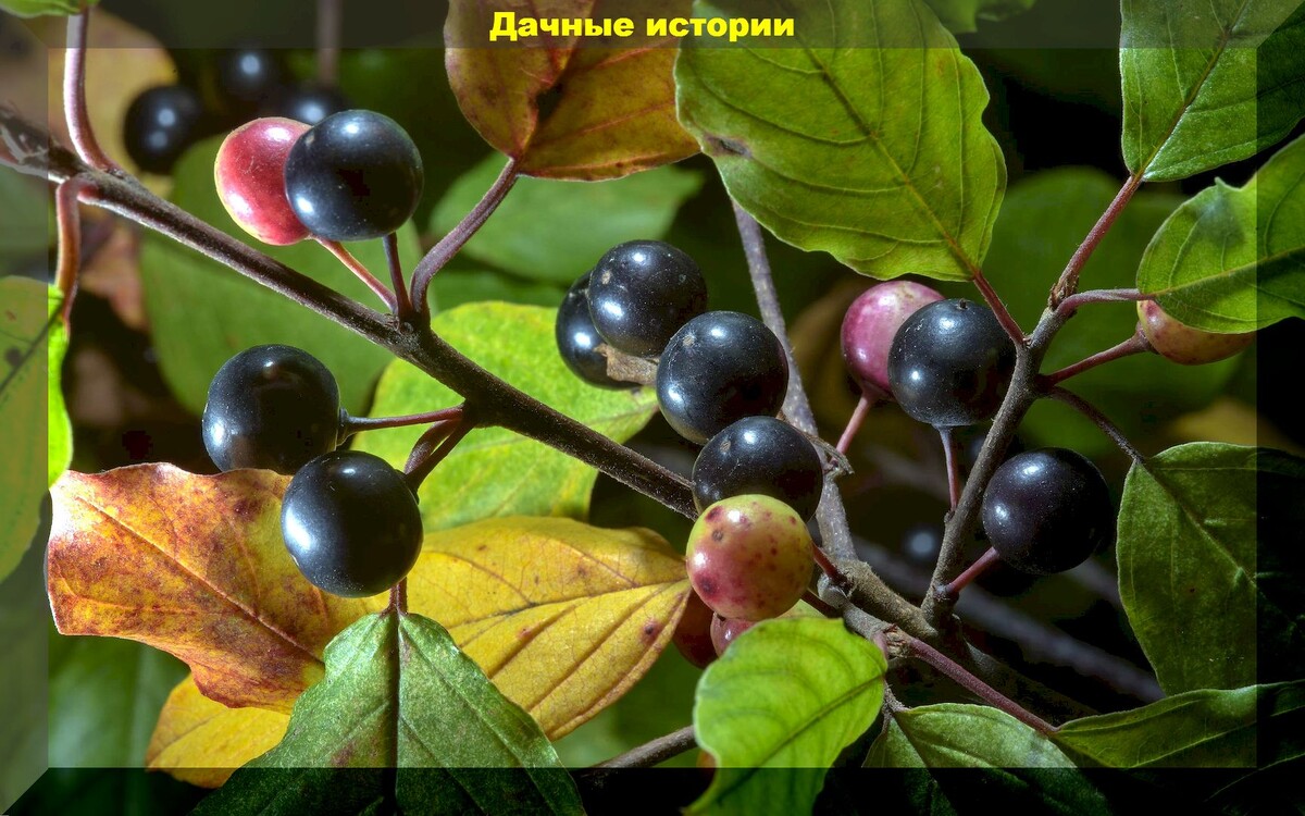 55 очень опасных цветов: список ядовитых декоративных растений, с которыми лучше не вступать в близкий контакт