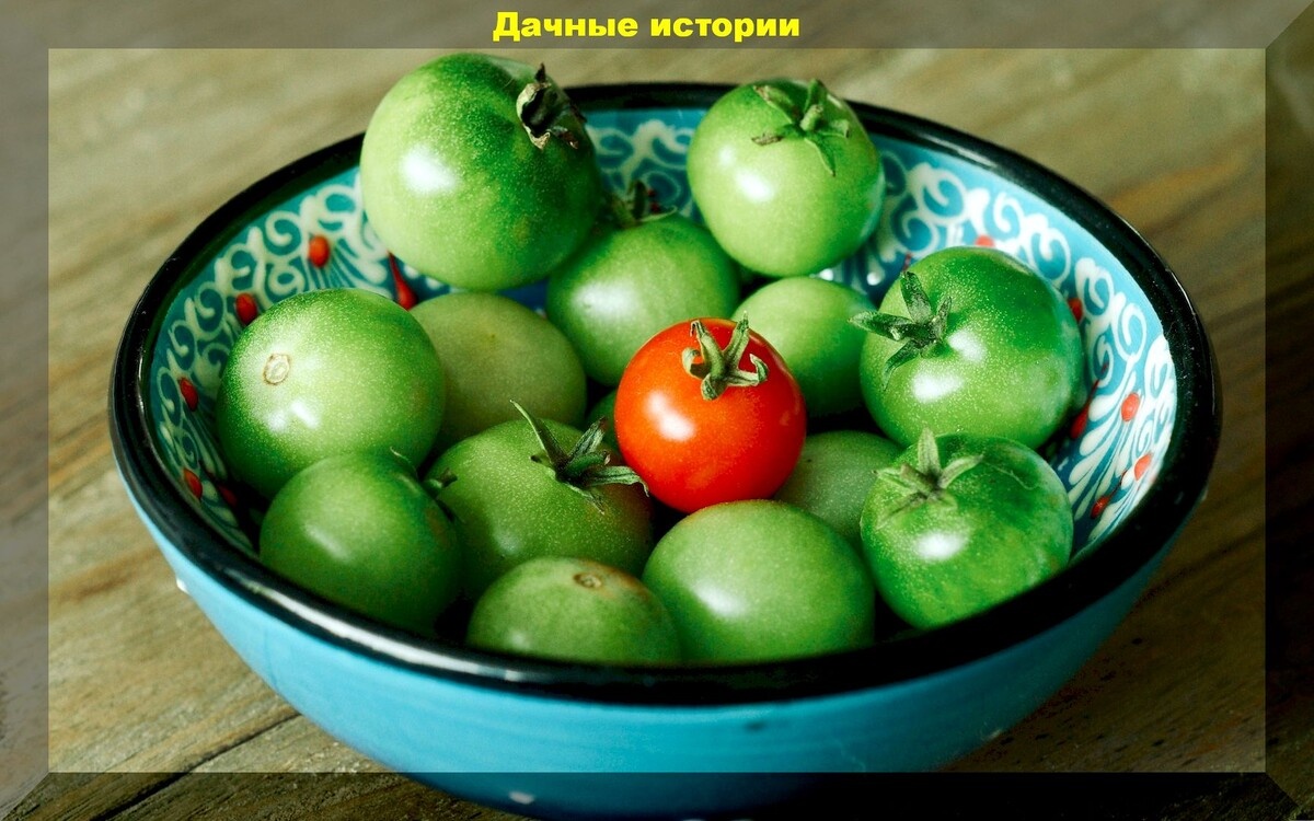 Съедобные цветы используемые в кулинарии: вкусные цветы - деликатесы, которые смогут украсить и стол, и цветник