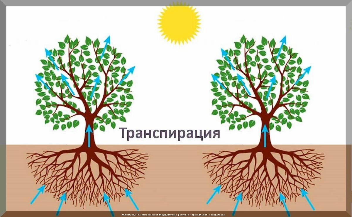 Как годами не откачивать слив: деревья водохлебы, которые наилучшим образом подходят для посадки вблизи выгребной ямы