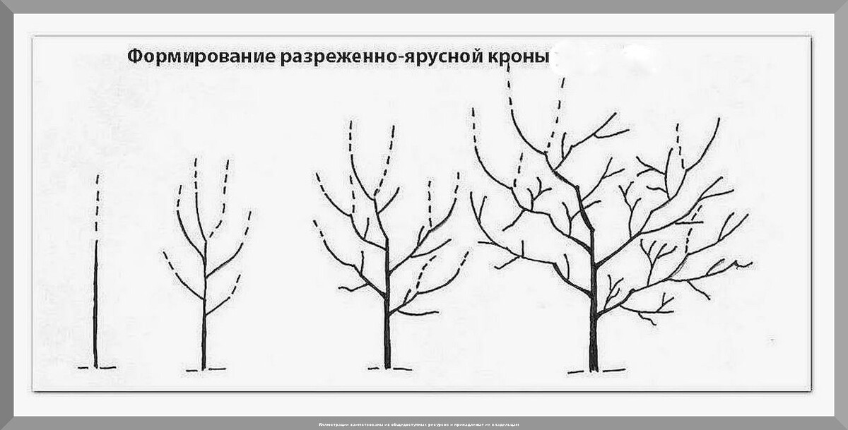 Важные аспекты ухода за черешней: тонкости ухода за черешней в вопросах и ответах