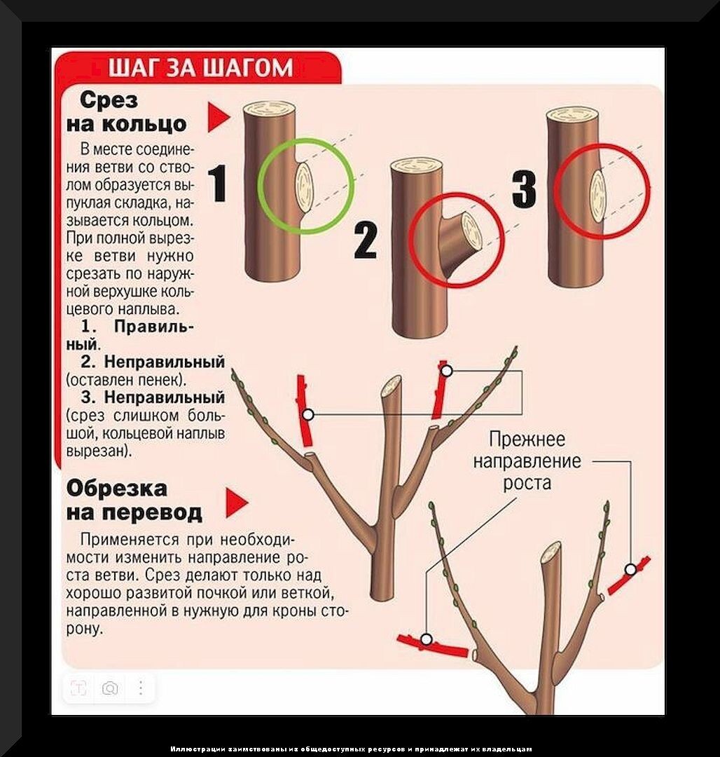 Важные аспекты ухода за черешней: тонкости ухода за черешней в вопросах и ответах