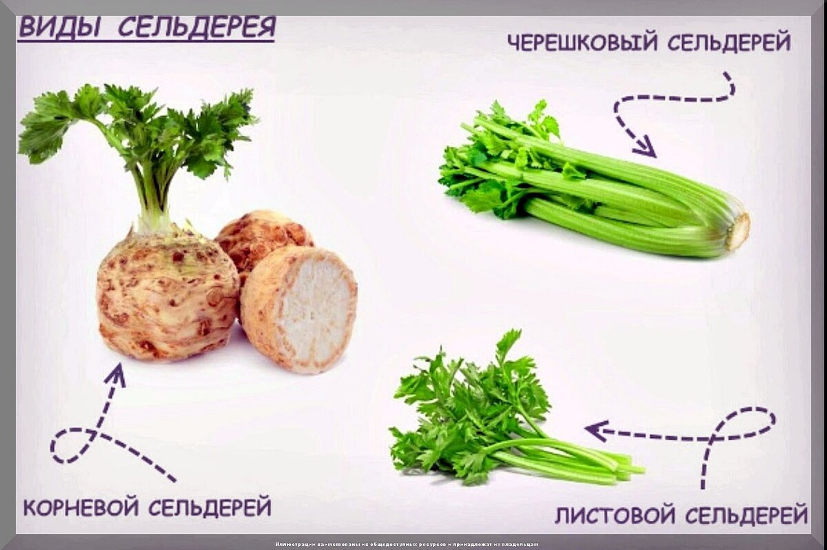 Февральские посевы на рассаду: какие овощи и цветы нужно посеять в феврале на рассаду