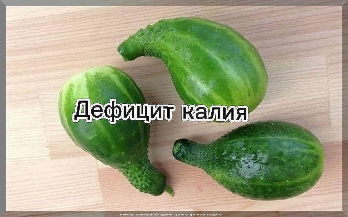 В новый дачный сезон - с новыми знаниями: отвечаем на пятьдесят интересных вопросов от начинающих дачников. Часть 7