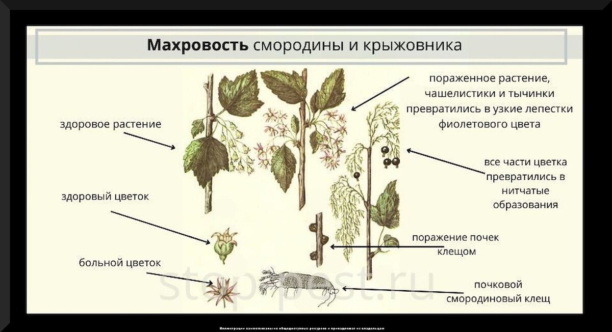 Шпаргалка дачнику на февраль: самые важные садово-огородные дела, актуальные на любом участке