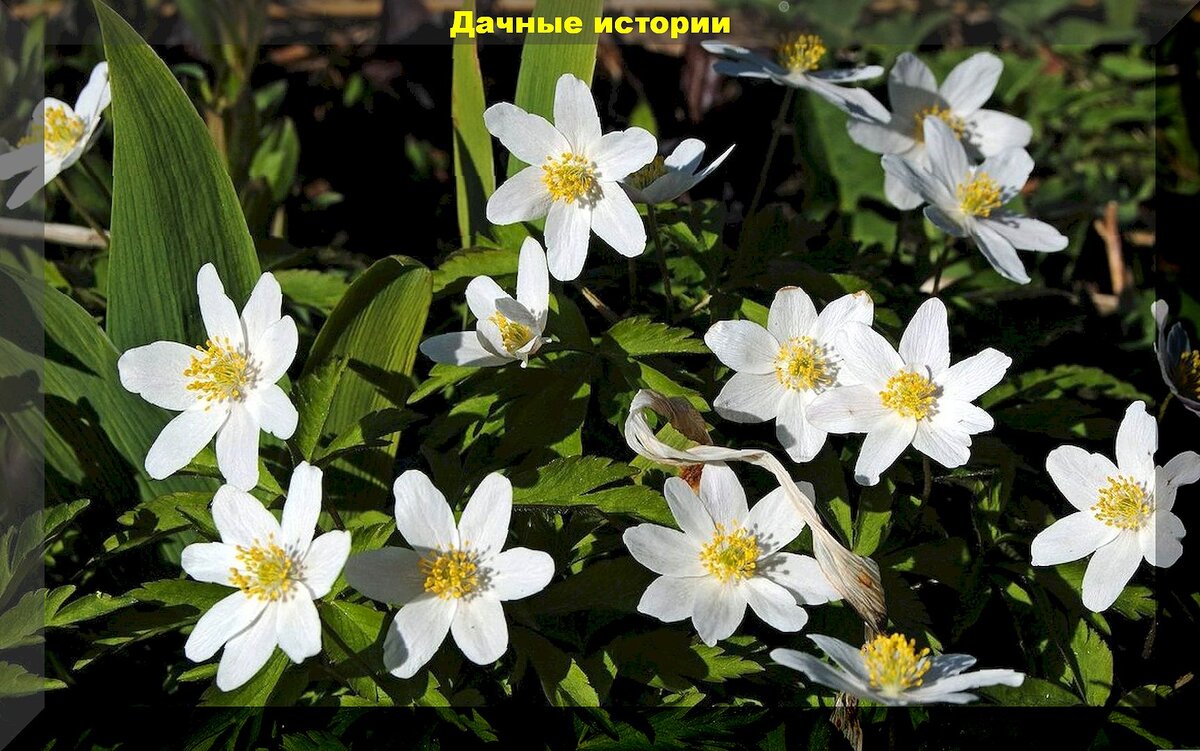 Растения из дикой природы для украшения участка: редкие растения удивительной красоты, которые можно вырастить самостоятельно