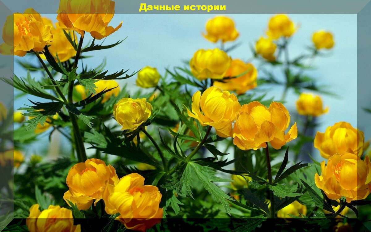 Растения из дикой природы для украшения участка: редкие растения удивительной красоты, которые можно вырастить самостоятельно