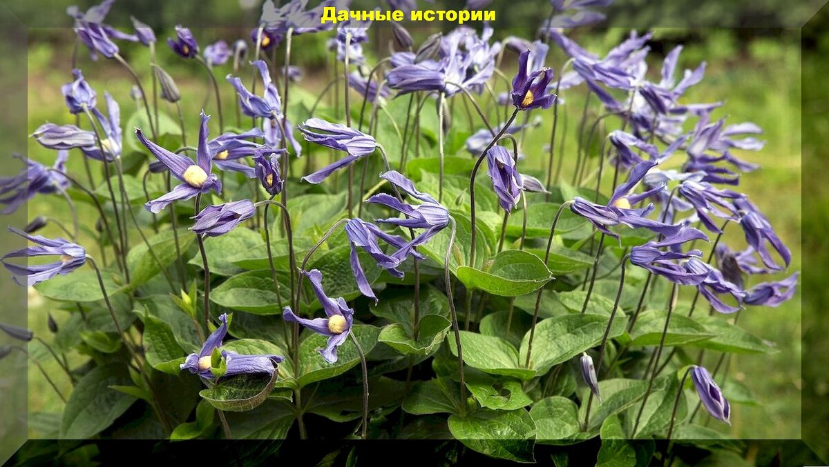 Растения из дикой природы для украшения участка: редкие растения удивительной красоты, которые можно вырастить самостоятельно