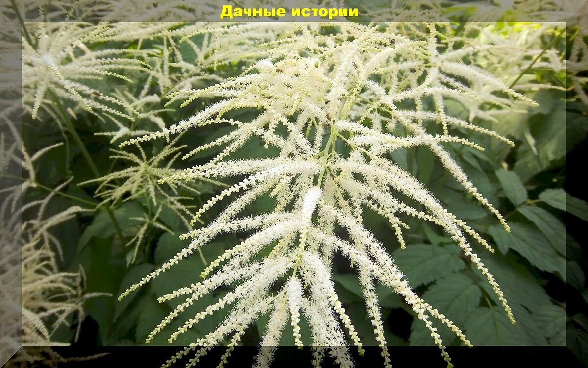 Растения из дикой природы для украшения участка: редкие растения удивительной красоты, которые можно вырастить самостоятельно