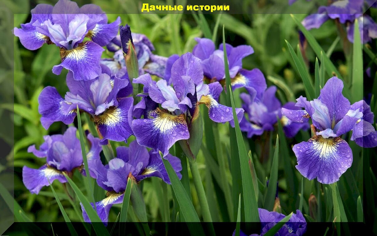 Растения из дикой природы для украшения участка: редкие растения удивительной красоты, которые можно вырастить самостоятельно