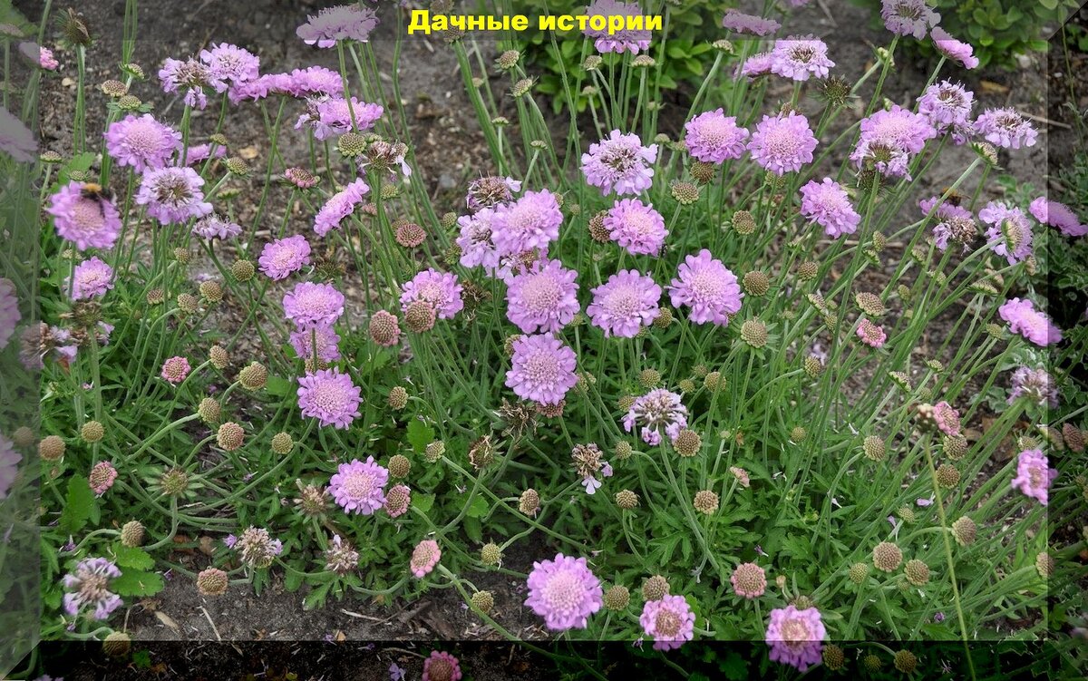 Растения из дикой природы для украшения участка: редкие растения удивительной красоты, которые можно вырастить самостоятельно