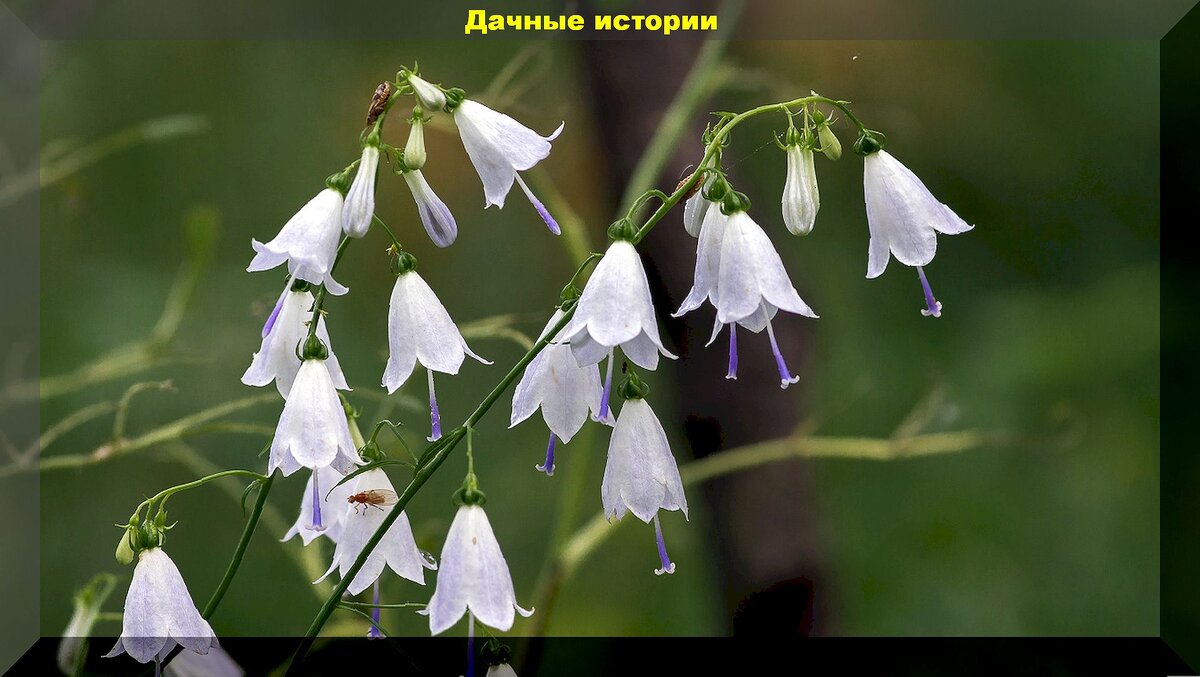 Растения из дикой природы для украшения участка: редкие растения удивительной красоты, которые можно вырастить самостоятельно