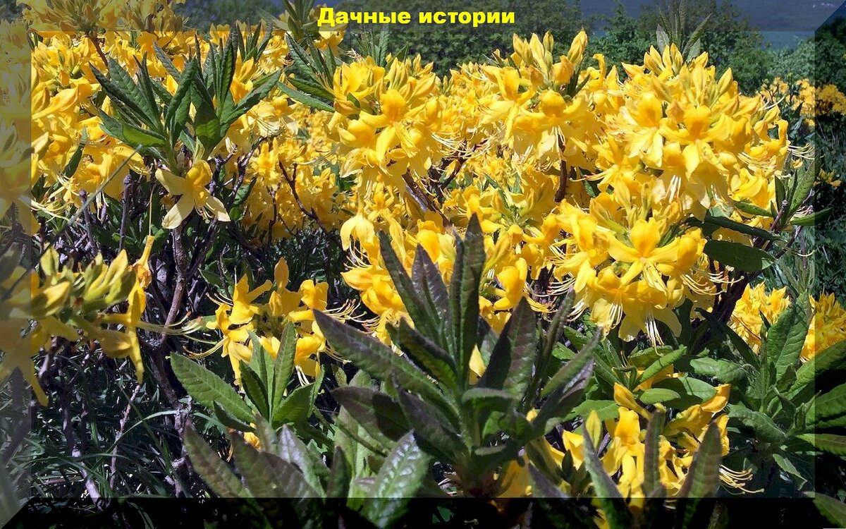 Растения из дикой природы для украшения участка: редкие растения удивительной красоты, которые можно вырастить самостоятельно
