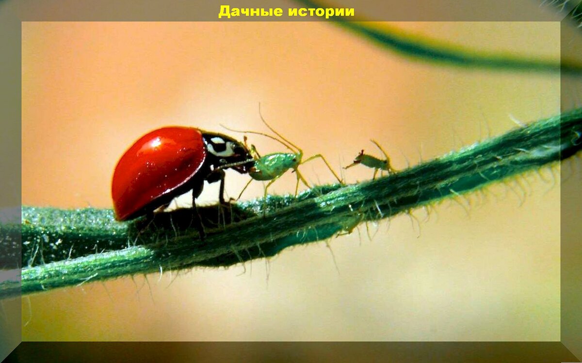 Добровольные помощники дачника в борьбе с вредителями: каких насекомых и птиц нельзя обижать на даче