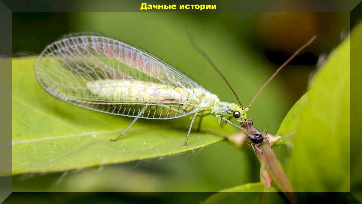 Добровольные помощники дачника в борьбе с вредителями: каких насекомых и птиц нельзя обижать на даче