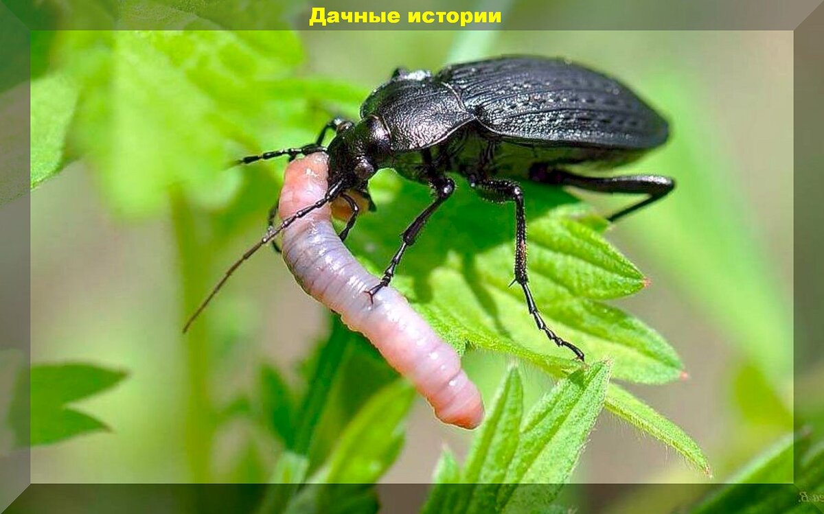 Добровольные помощники дачника в борьбе с вредителями: каких насекомых и птиц нельзя обижать на даче