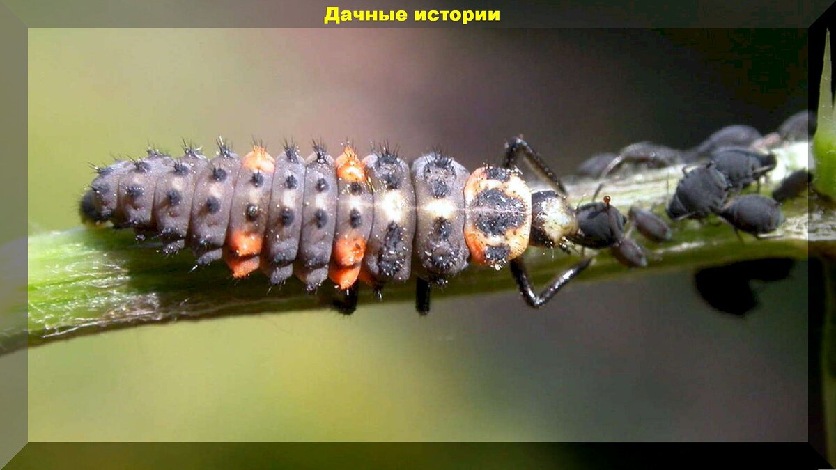 Добровольные помощники дачника в борьбе с вредителями: каких насекомых и птиц нельзя обижать на даче