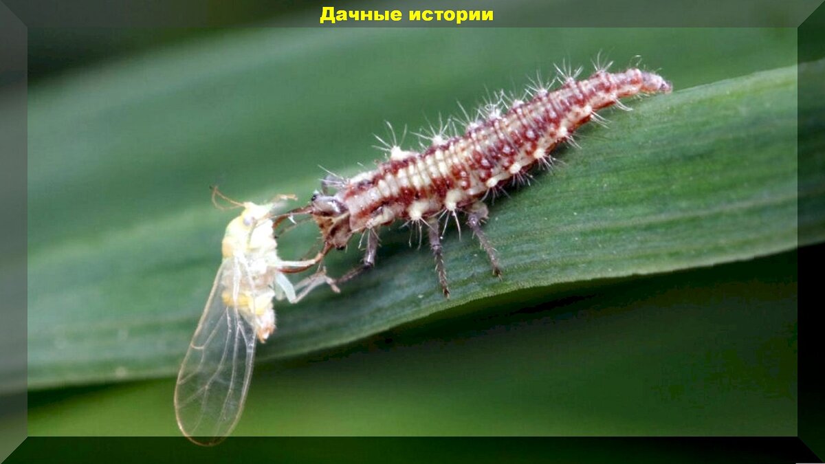 Добровольные помощники дачника в борьбе с вредителями: каких насекомых и птиц нельзя обижать на даче