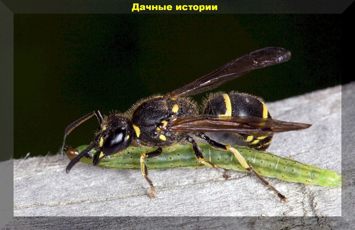 Добровольные помощники дачника в борьбе с вредителями: каких насекомых и птиц нельзя обижать на даче
