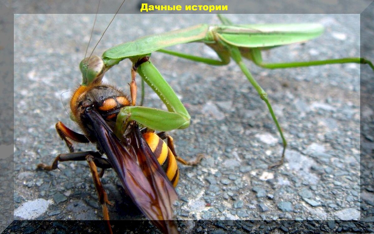 Добровольные помощники дачника в борьбе с вредителями: каких насекомых и птиц нельзя обижать на даче