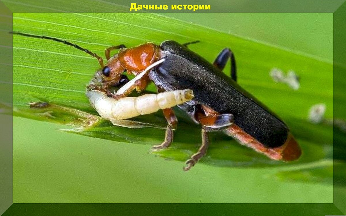 Добровольные помощники дачника в борьбе с вредителями: каких насекомых и птиц нельзя обижать на даче