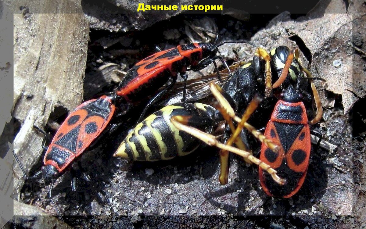 Добровольные помощники дачника в борьбе с вредителями: каких насекомых и птиц нельзя обижать на даче