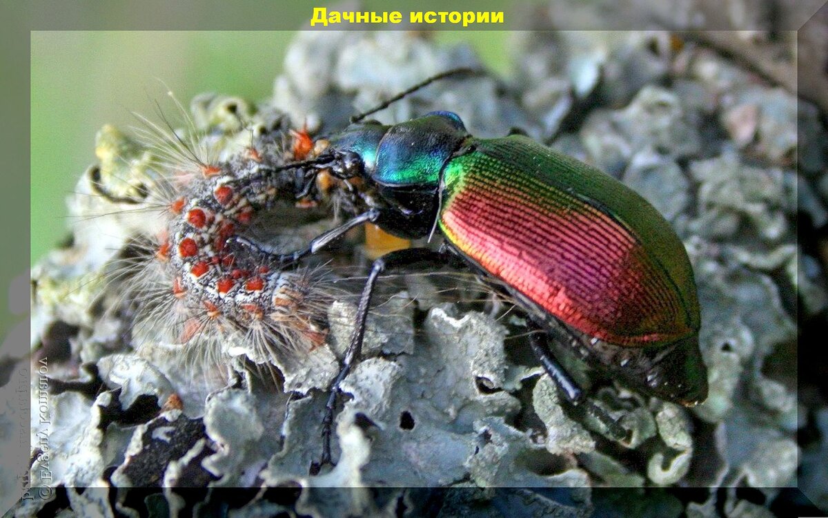 Добровольные помощники дачника в борьбе с вредителями: каких насекомых и птиц нельзя обижать на даче