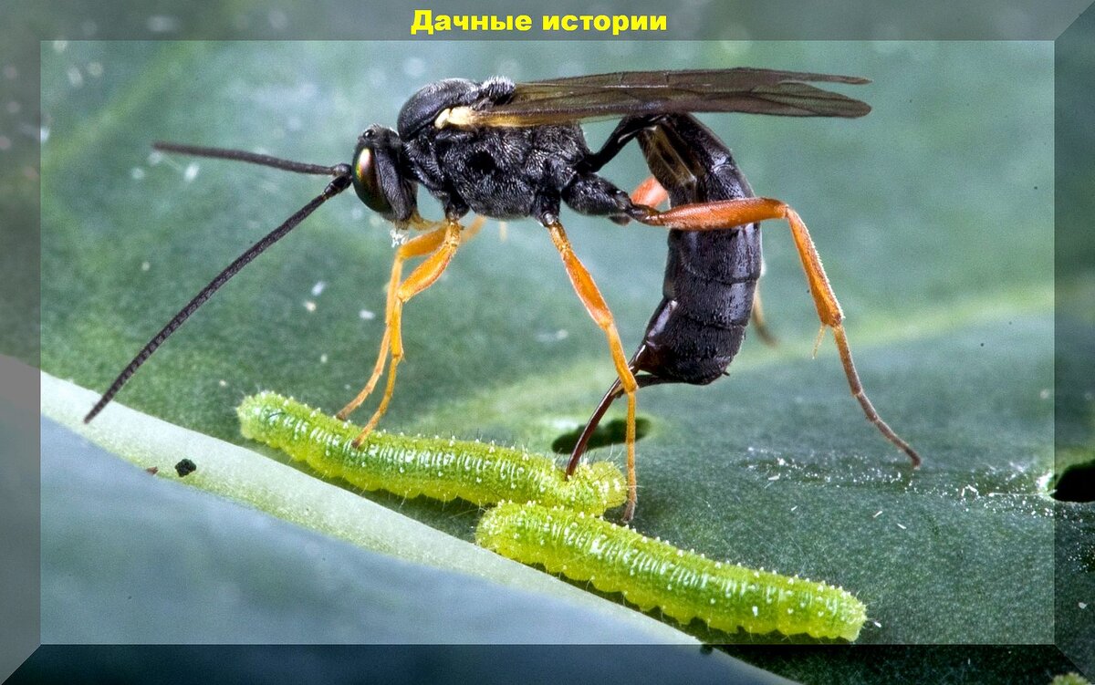 Добровольные помощники дачника в борьбе с вредителями: каких насекомых и птиц нельзя обижать на даче
