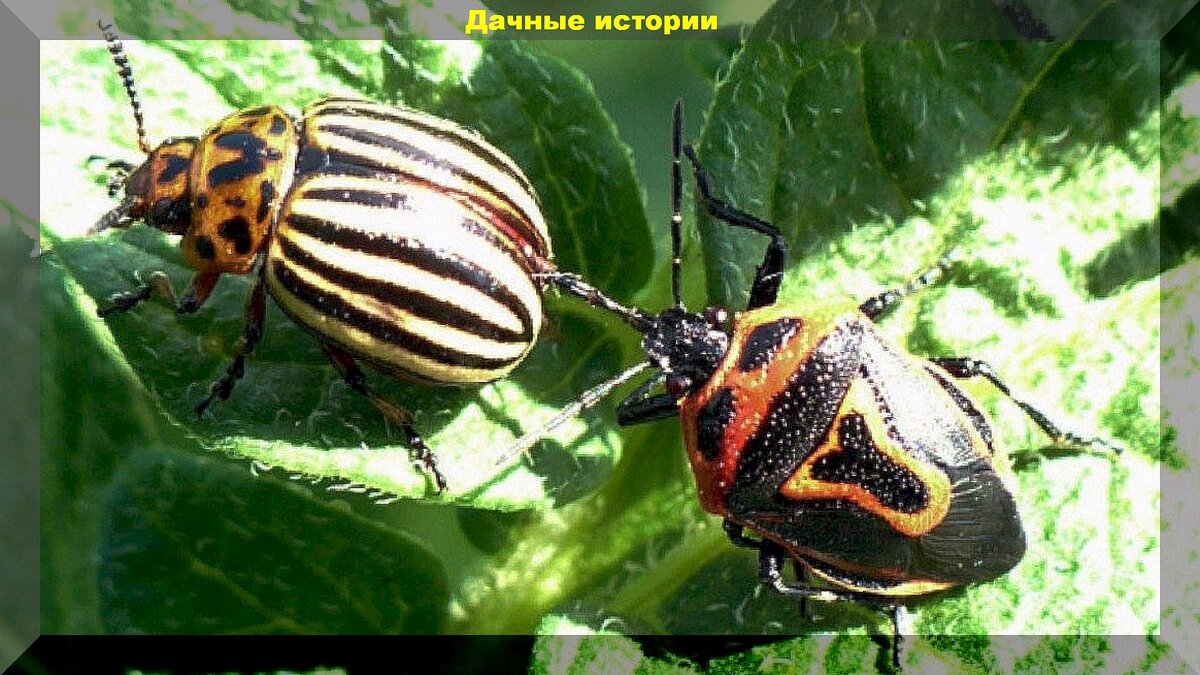 Добровольные помощники дачника в борьбе с вредителями: каких насекомых и птиц нельзя обижать на даче