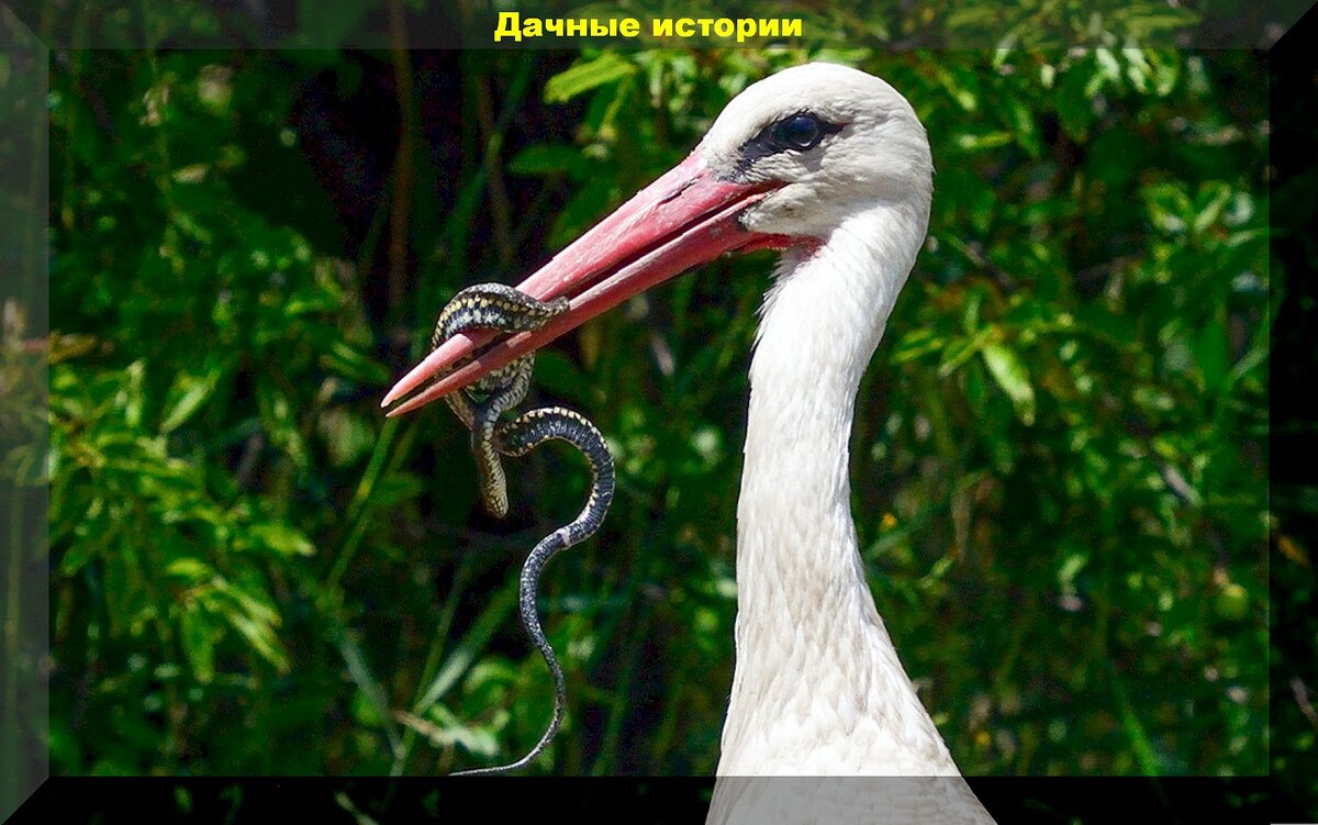 Добровольные помощники дачника в борьбе с вредителями: каких насекомых и птиц нельзя обижать на даче