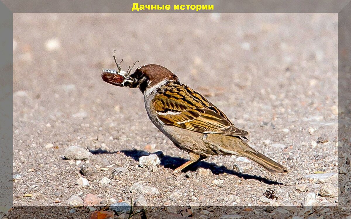 Добровольные помощники дачника в борьбе с вредителями: каких насекомых и птиц нельзя обижать на даче