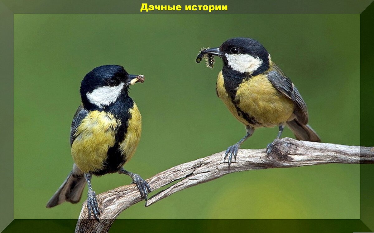 Добровольные помощники дачника в борьбе с вредителями: каких насекомых и птиц нельзя обижать на даче